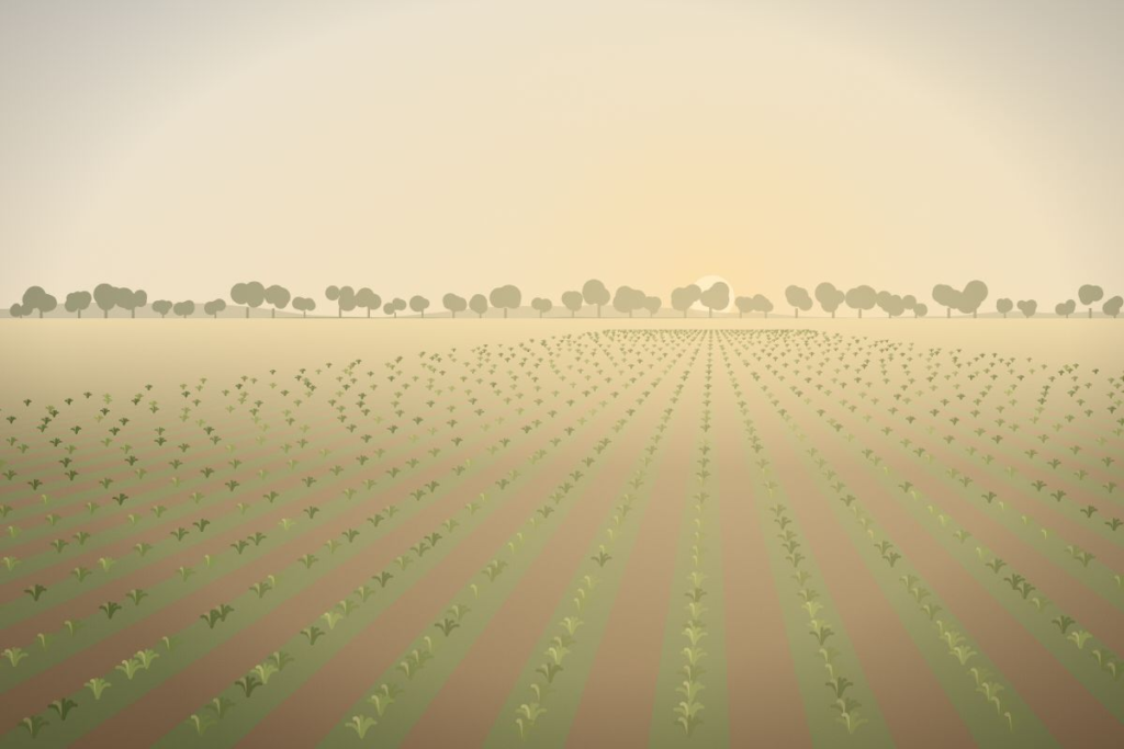 Rows of young crops stretching toward the sunrise